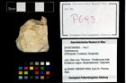 Foto (Objekt + Etikett) von Oxythyreus sp.  (NHMW-GEO-2014-0194-0693)